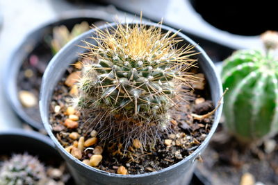 Close-up of succulent plant in pot