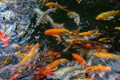 High angle view of koi carps swimming in lake