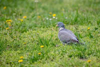 Pigeon on a field