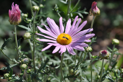 Close-up of bee pollinating on yellow flower