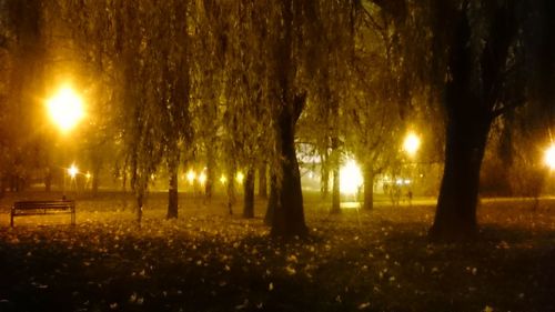 Trees on landscape at night