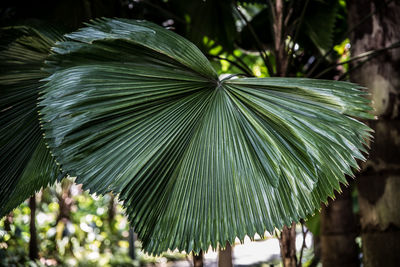 Close-up of palm leaves