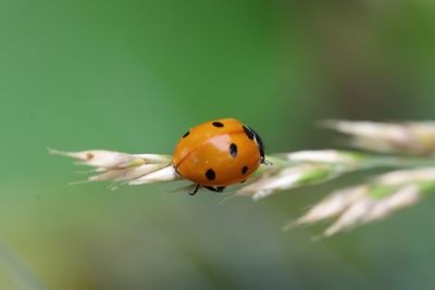 Close-up of ladybug on flower