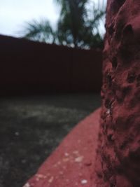 Close-up of tree against sky