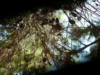 Low angle view of tree in forest