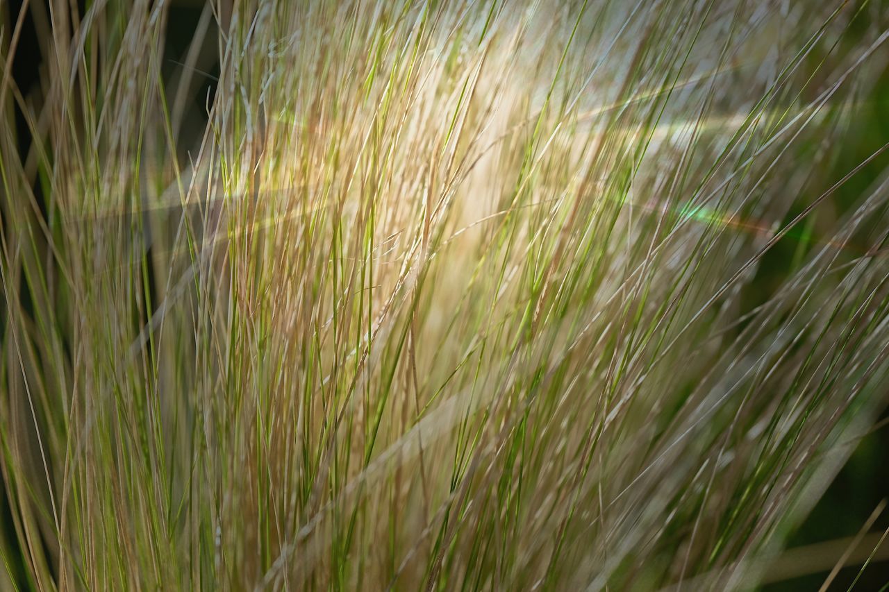 CLOSE-UP OF STALKS IN FIELD AGAINST SUNLIGHT