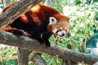 Close-up of squirrel on tree