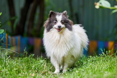 Portrait of dog on field