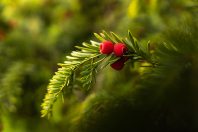 Close-up of red berries growing on tree