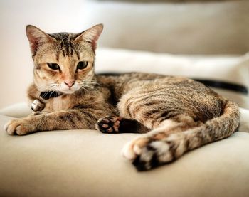 Close-up portrait of a cat resting