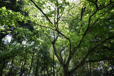 Low angle view of trees in forest