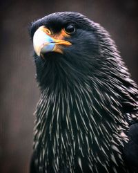 Close-up of a bird looking away