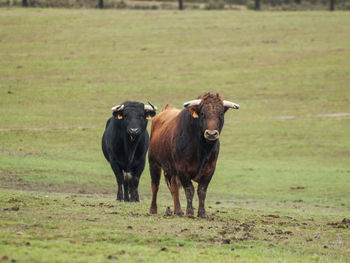 Cows on field