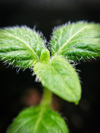 Close-up of green leaves