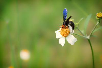 Close up of wasp sitting and pollinating on white flowers