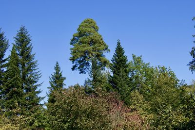 Low angle view of pine trees against sky