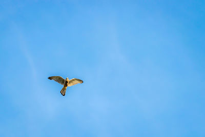 Low angle view of bird flying against clear blue sky