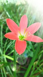 Close-up of pink flower