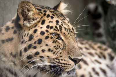 Close-up of a leopard 