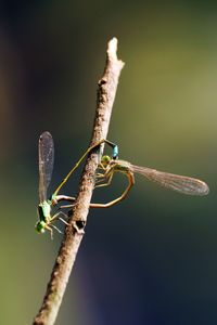 Close-up of dragonfly on plant