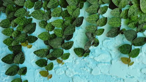 High angle view of leaves floating on lake