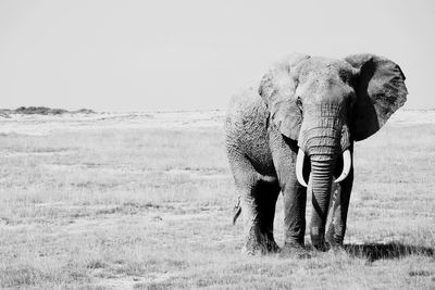 Elephant standing on field