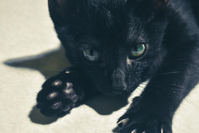 Close-up portrait of black cat