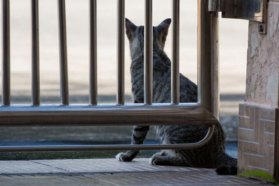 Cat looking away while standing by railing