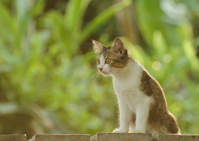 Cat looking away outdoors