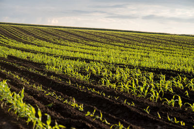 Scenic view of agricultural field against sky