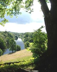 Trees on landscape