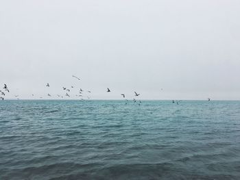 Birds flying over sea against sky