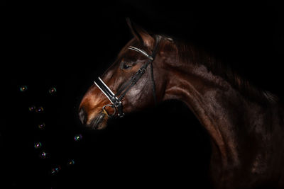 Close-up of an animal eye over black background
