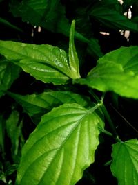 Full frame shot of leaves