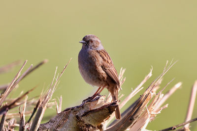 Close-up of bird perching on a branch