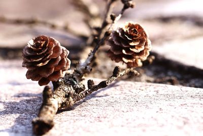 Close-up of dried pine cone on land