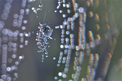 Close-up of water drops on spider web