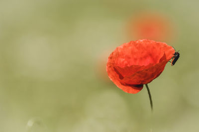 Close-up of red poppy flower