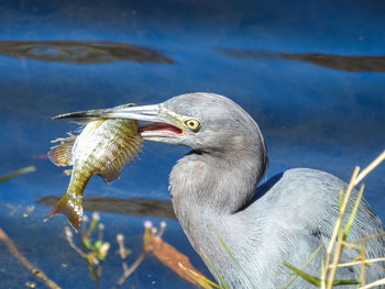 Close-up of heron with fish