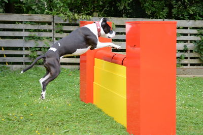 Dog jumping on grass