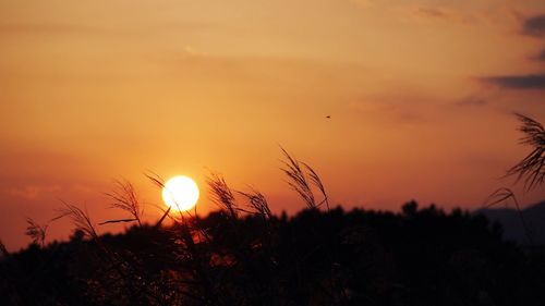 Silhouette trees against sky during sunset