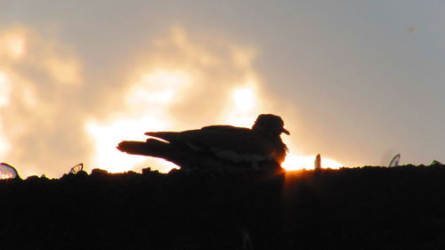 Silhouette of woman standing on landscape at sunset