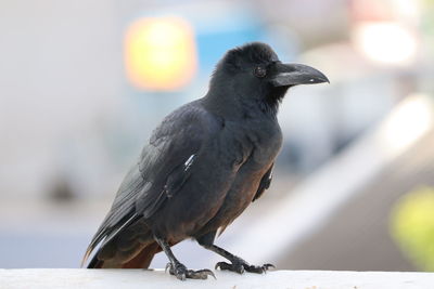 Group of black crows in the nature ,group of black crows in the nature .