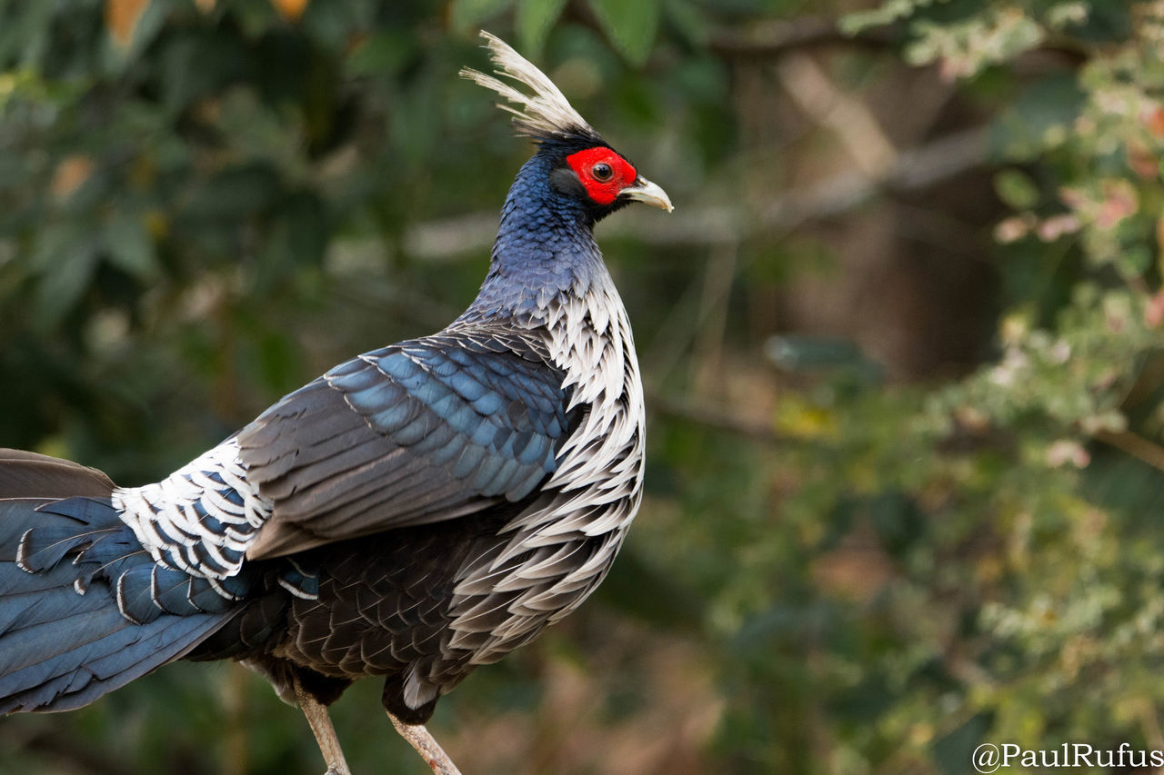 CLOSE-UP OF A BIRD PERCHING ON A LAND