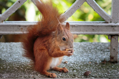 Close-up of red squirrel eating food by railing