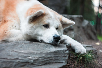 Close-up of dog sleeping