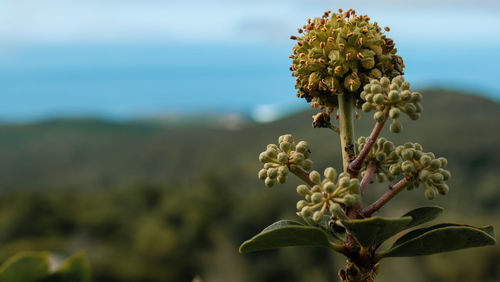 Close-up of wilted plant