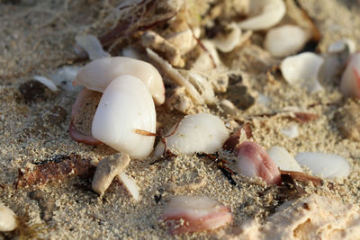 Close-up of seashells on beach