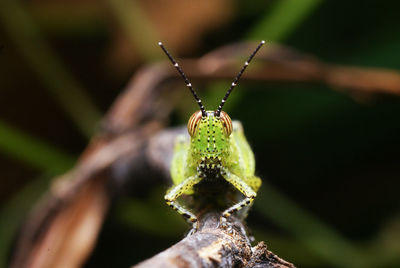 Close-up of insect on leaf