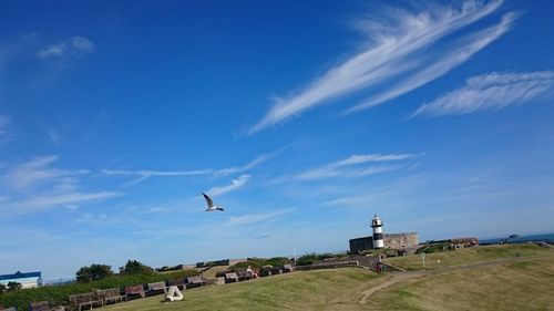 Low angle view of seagulls flying over field